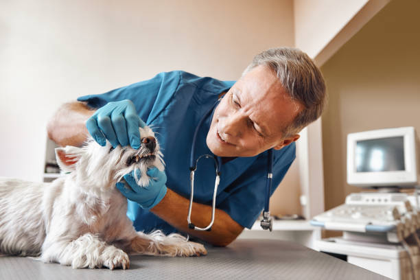 Best Emergency Root Canal Treatment in Paynesville, MN